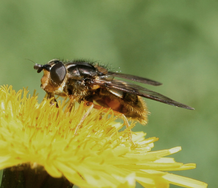 Dittero syrphidae: Ferdinandea fumipennis F